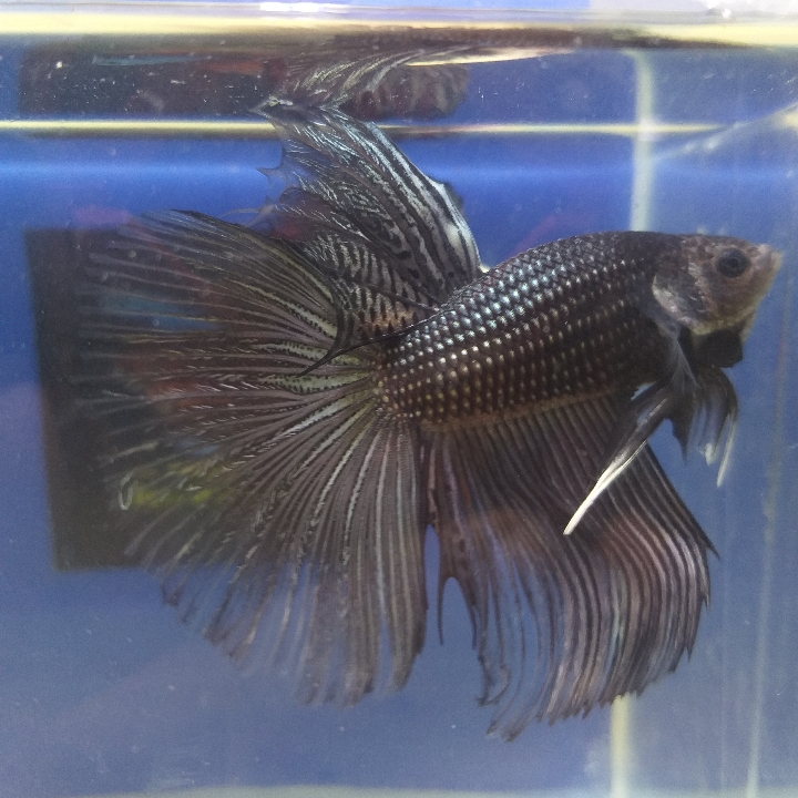 Black HM