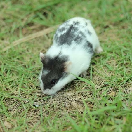 Black Mottled Panda