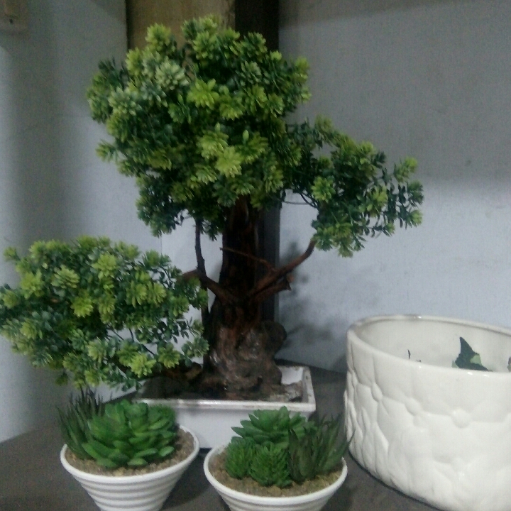 Bonsai Articial