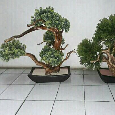 Bonzai Mini