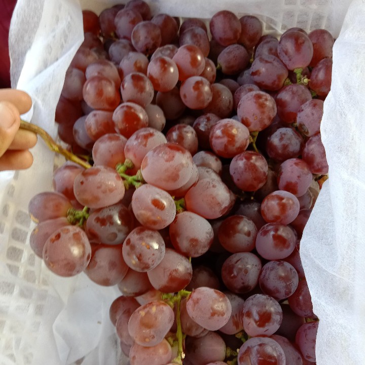 Buah Anggur Segar