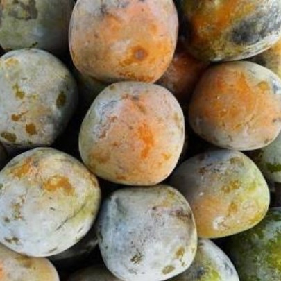 Buah Kesemek