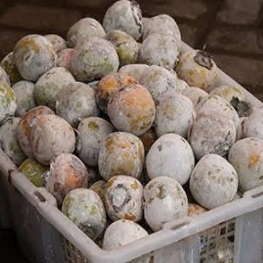 Buah Kesemek 2
