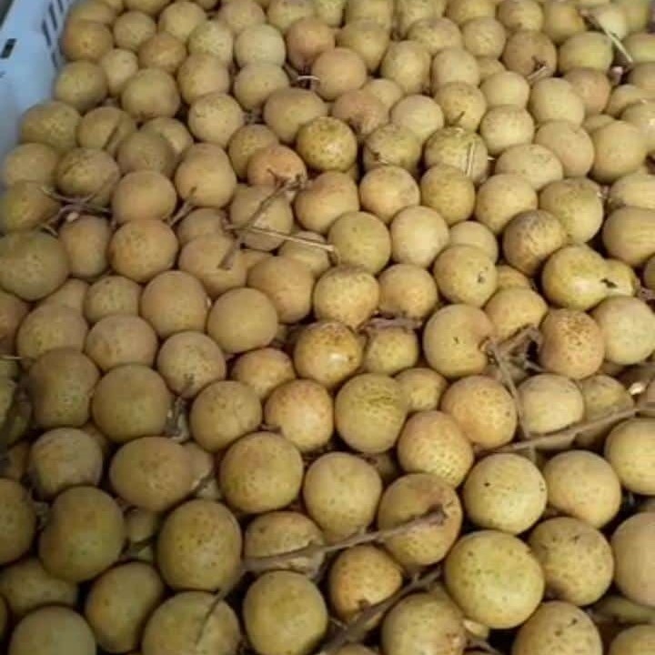 Buah Lengkeng