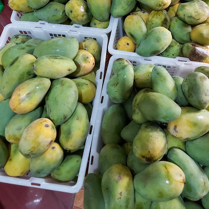 Buah Mangga Arum Manis