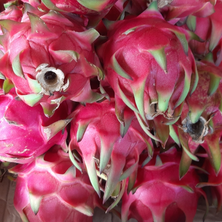 Buah Naga