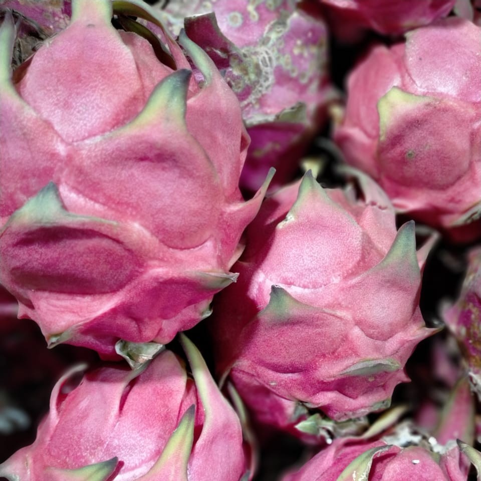 Buah Naga