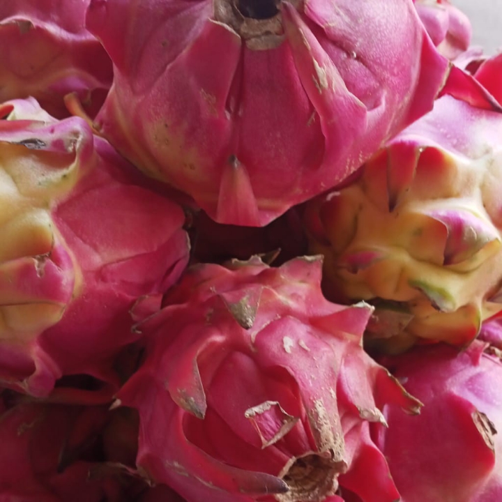 Buah Naga