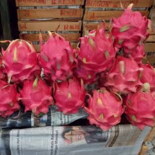 Buah Naga 2