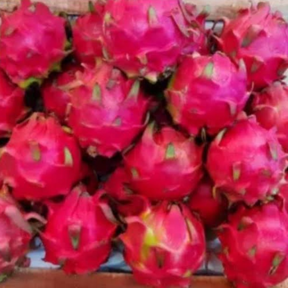 Buah Naga 1 Kg 2