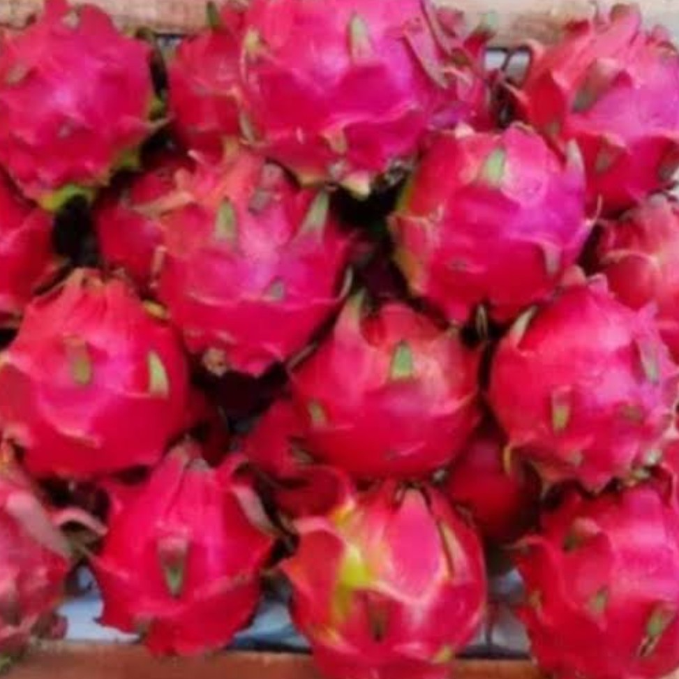 Buah Naga 1 Kg 2
