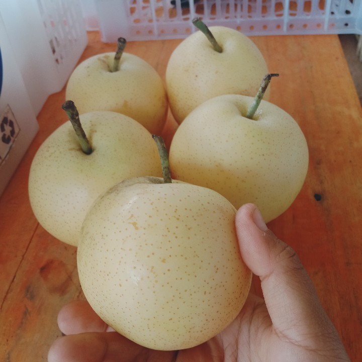 PROMO Pir Madu