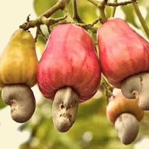 Buah Yak