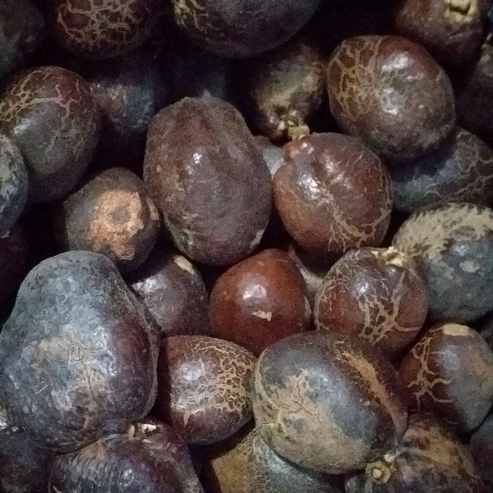 Buah Zuriat Madinah