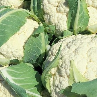 Bunga Kol 1 Kg