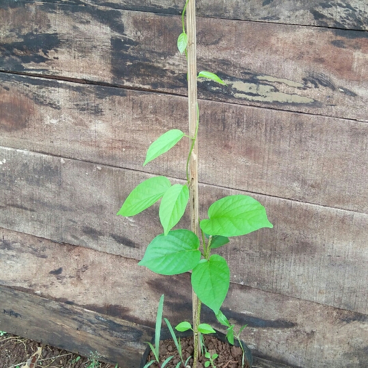 Bunga Porana Volubilis  2