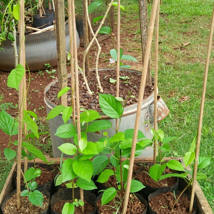 Bunga Porana Volubilis  3