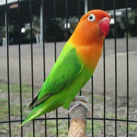 Burung Love Bird