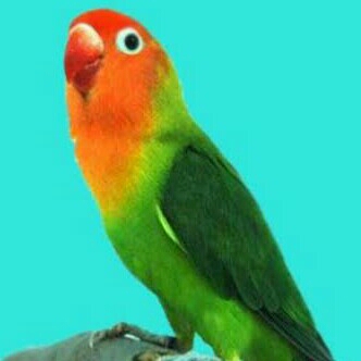 Burung Love Bird Josan