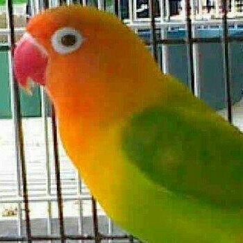 Burung Love Bird Josan 2