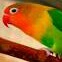 Burung Love Bird Josan 3