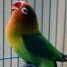 Burung Love Bird Josan 4