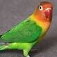 Burung Love Bird Josan 5