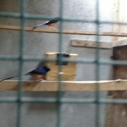Burung Murai
