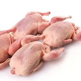 Burung Puyuh 1 Ekor
