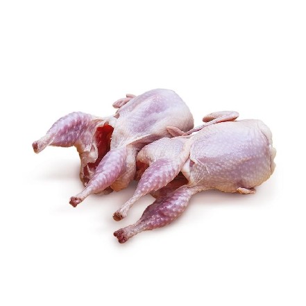 Burung Puyuh 1 ekor