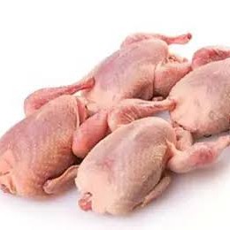 Burung Puyuh 1 ekor