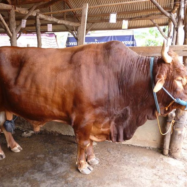 C10-SAPI LEMBU DAGING KISARAN 65 KG - 70 KG JANTANBETINA  MERK SAPI P