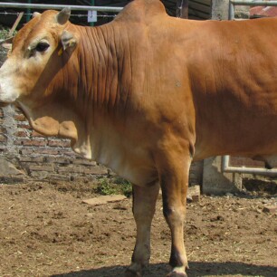 C10-SAPI LEMBU DAGING KISARAN 65 KG - 70 KG JANTANBETINA  MERK SAPI P 2