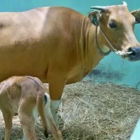 C10-SAPI LEMBU DAGING KISARAN 70 KG - 80 KG JANTANBETINA  MERK SAPI P 2