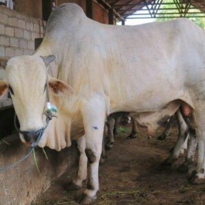 C10-SAPI LEMBU DAGING KISARAN 80 KG - 90 KG JANTANBETINA  MERK SAPI P