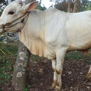 C12-SAPI LEMBU DAGING KISARAN 65 KG - 70 KG JANTANBETINA  MERK SAPI P