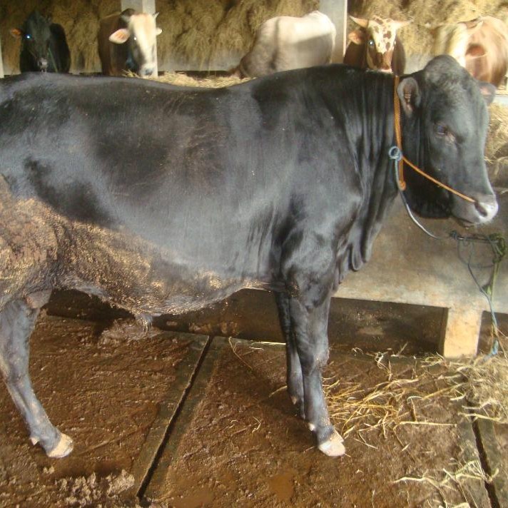 C12-SAPI LEMBU DAGING KISARAN 65 KG - 70 KG JANTANBETINA  MERK SAPI P