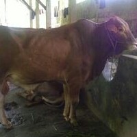 C12-SAPI LEMBU DAGING KISARAN 65 KG - 70 KG JANTANBETINA  MERK SAPI P 2