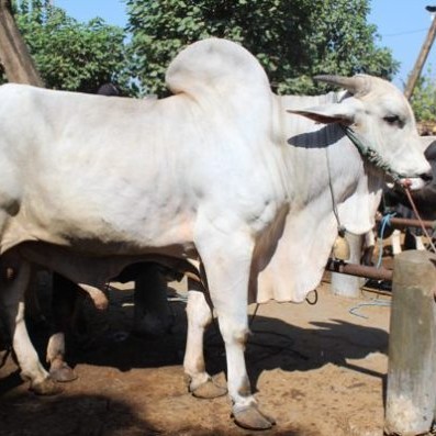 C12-SAPI LEMBU DAGING KISARAN 70 KG - 80 KG JANTANBETINA  MERK SAPI P