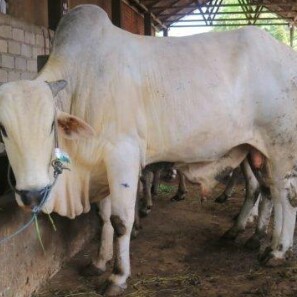 C12-SAPI LEMBU DAGING KISARAN 70 KG - 80 KG JANTANBETINA  MERK SAPI P