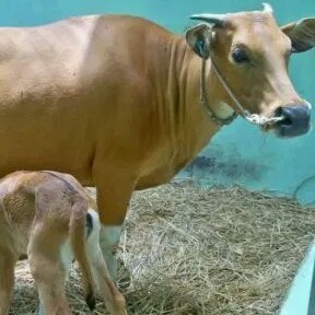 C12-SAPI LEMBU DAGING KISARAN 80 KG - 90 KG JANTANBETINA  MERK SAPI P 2