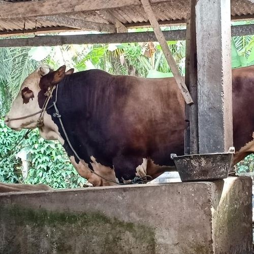 C3-SAPI LEMBU DAGING KISARAN 70 KG - 80 KG JANTANBETINA  MERK SAPI PE