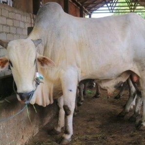 C3-SAPI LEMBU DAGING KISARAN 70 KG - 80 KG JANTANBETINA  MERK SAPI PE