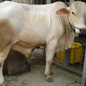 C3-SAPI LEMBU DAGING KISARAN 70 KG - 80 KG JANTANBETINA  MERK SAPI PE 2