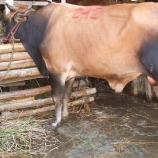 C3-SAPI LEMBU DAGING KISARAN 80 KG - 90 KG JANTANBETINA  MERK SAPI PE