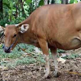 C6-SAPI LEMBU DAGING KISARAN 65 KG - 70 KG JANTANBETINA  MERK SAPI PE