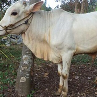 C6-SAPI LEMBU DAGING KISARAN 65 KG - 70 KG JANTANBETINA  MERK SAPI PE 3