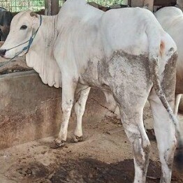 C6-SAPI LEMBU DAGING KISARAN 70 KG - 80 KG JANTANBETINA  MERK SAPI PE