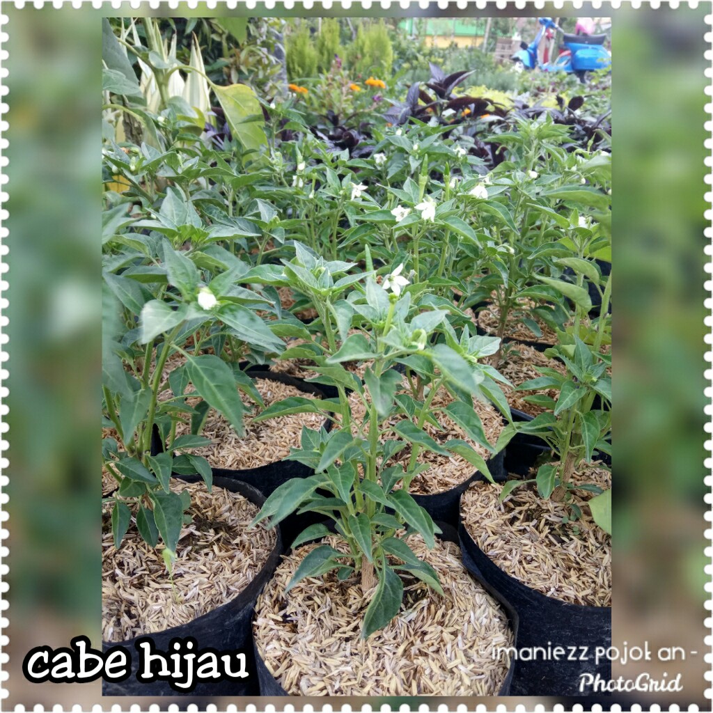 CABE HIJAU