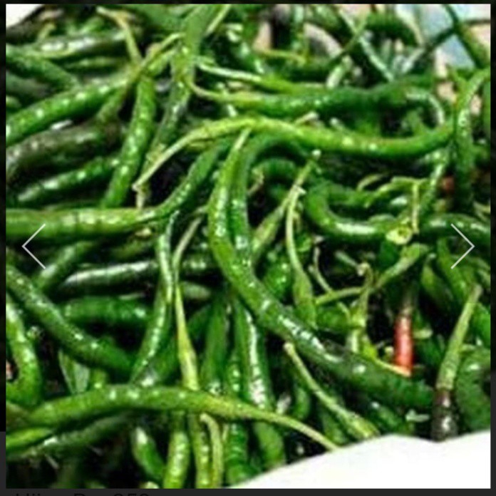 CABE HIJAU KERITING SUMBAR
